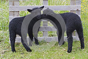 Lambs