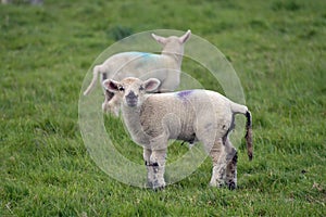 Lambs at Abbotsbury Swannery