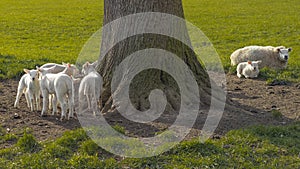 Lambs all gathered together next to a tree