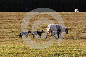 Lambs alongside their mother, in a field in rural Sussex