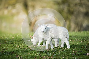 Lambs in countryside, brecon beacons