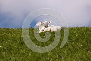 Lambs on the of Westerhever
