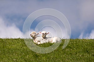 Lambs on the of Westerhever