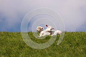 Lambs on the of Westerhever