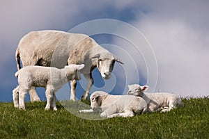 Lambs on the of Westerhever
