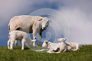 Lambs on the of Westerhever