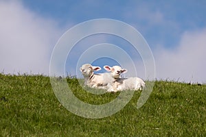 Lambs on the of Westerhever