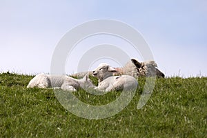 Lambs on the of Westerhever