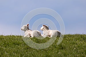 Lambs on the of Westerhever