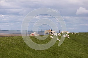 Lambs on the of Westerhever