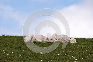 Lambs on the of Westerhever