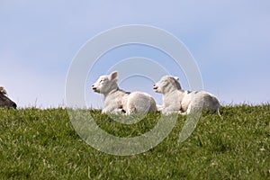 Lambs on the of Westerhever