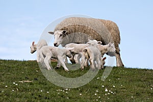 Lambs on the of Westerhever