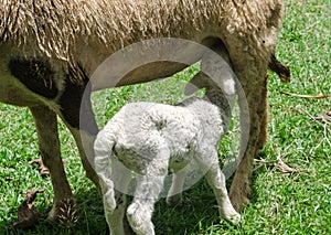 Lambs drinking sheep milk