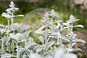 Lambs ear