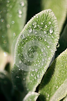 Lambs Ear with Dew Drops