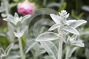 Lambs ear