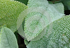 Lambs Ear