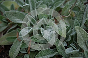 Lambs ear or Stachys byzantina