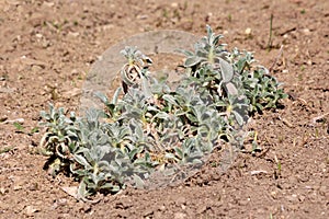 Lambs ear or Stachys byzantina ornamental plants with spike like stems and thick leaves covered with gray silky lanate hairs in