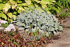 Lambs ear or Stachys byzantina plants with thick leaves densely covered with silver silky hairs growing in shape of small bush