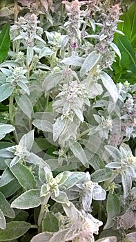 Lambs Ears