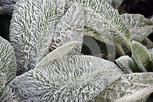 Lambs Ears or Woolly Hedgenettle after a summer rain