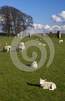 Lambs in England