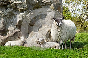 Lambs with ewe