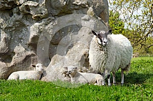 Lambs with ewe photo