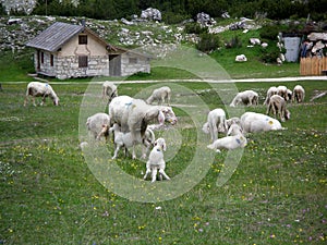 lambs feeding