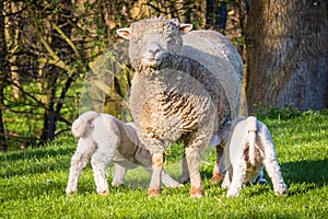 Lambs feeding of their mother