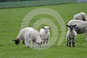 Lambs in field, Abbotsbury