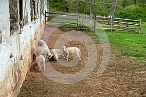 Colonial American farm barnyard scene with lambs and tired mama sheep