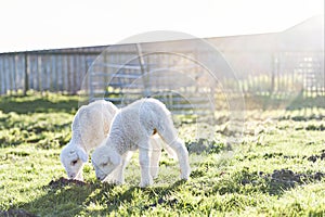 Lambs graze in a field during the lambing season