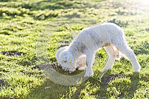 Lambs graze in a field during the lambing season