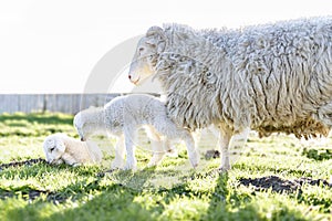 Lambs graze in a field during the lambing season next to mother ewe sheep