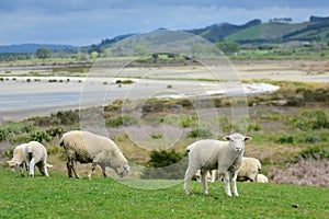 Lambs grazing at Duder Regional Park in New Zealand