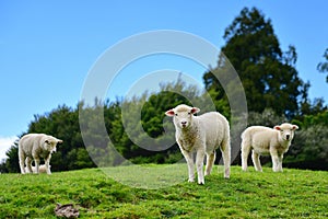 Lambs grazing at Duder Regional Park in New Zealand