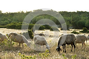 Lambs grazing in a meadow