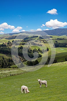 Lambs grazing picturesque landscape