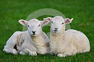 Lambs in a Green Field