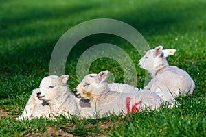Lambs in a green field in Springtime