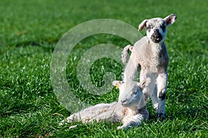Lambs in a green field in Springtime