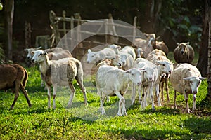 Lambs group on a farm