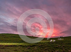 Lambs having breakfast on a farm in morning twilight