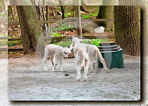 Lambs. Imitation of a picture. Oil paint. Rendring