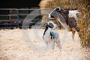 Lambs with its mother ewe sheep in a lambing pen during the lambing season