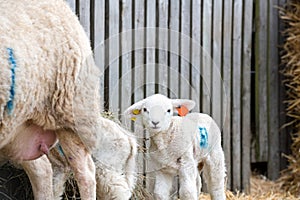 Lambs with its mother ewe sheep in a lambing pen during the lambing season