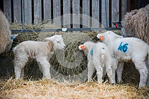 Lambs in a lambing pen feeding during the lambing season